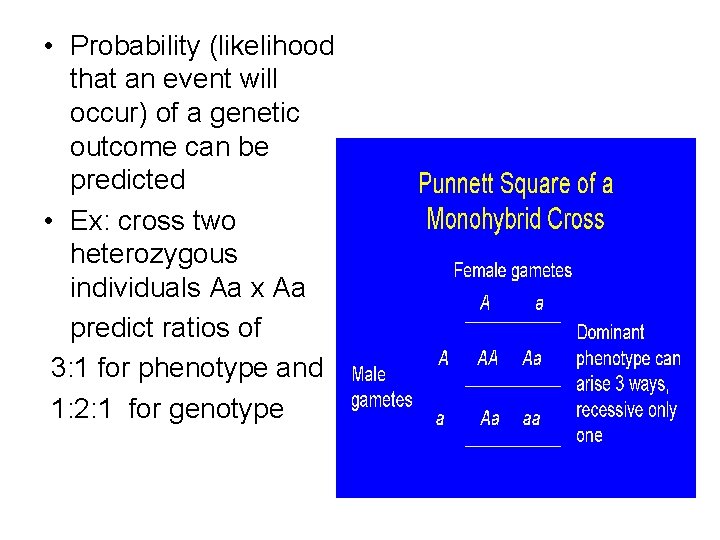  • Probability (likelihood that an event will occur) of a genetic outcome can