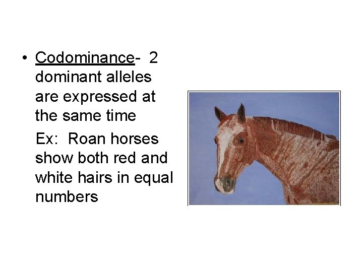  • Codominance- 2 dominant alleles are expressed at the same time Ex: Roan