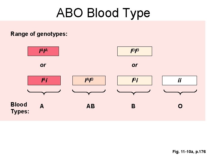 ABO Blood Type Range of genotypes: IAIA IBIB or or IAi Blood Types: A