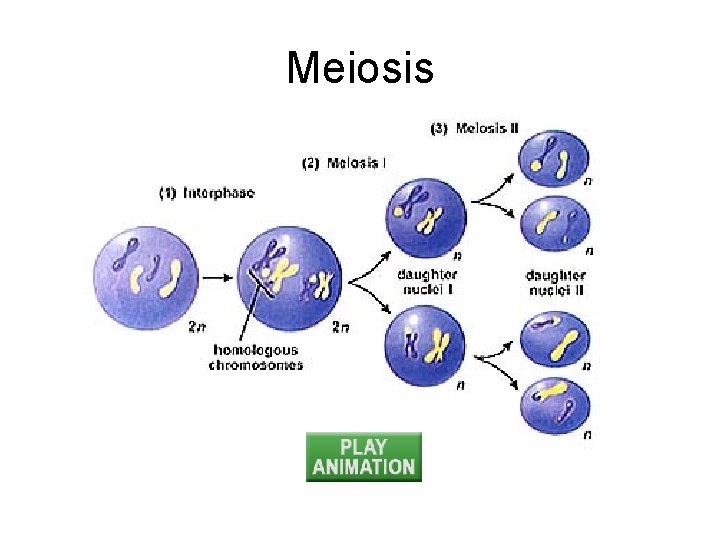Meiosis 