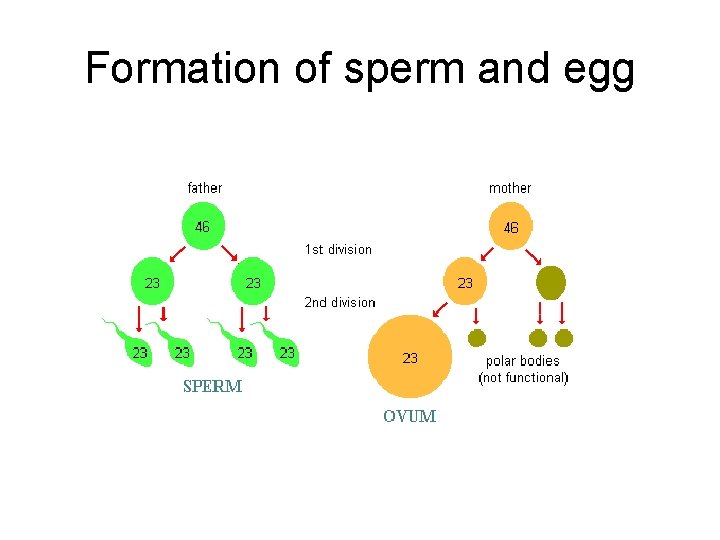 Formation of sperm and egg 