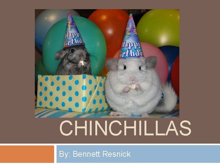 CHINCHILLAS By: Bennett Resnick 