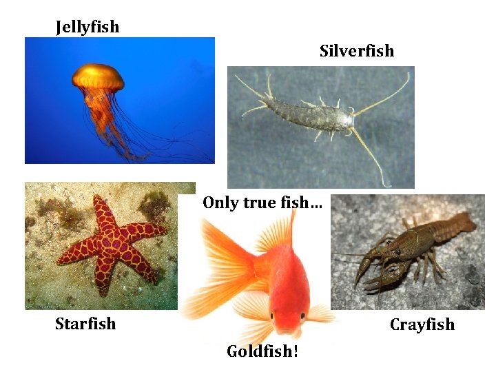 Jellyfish Silverfish Only true fish… Starfish Crayfish Goldfish! 