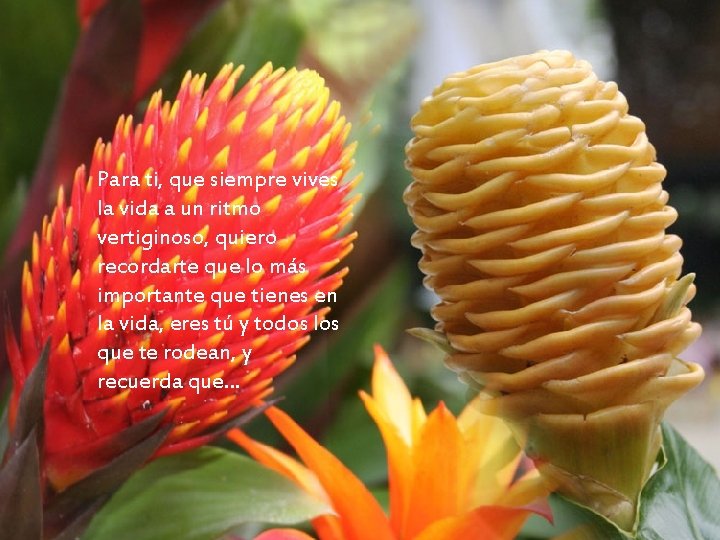 Para ti, que siempre vives la vida a un ritmo vertiginoso, quiero recordarte que