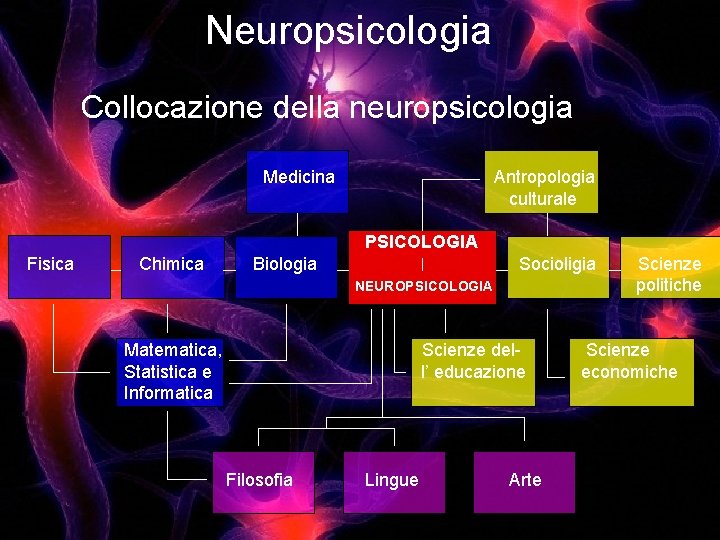 Neuropsicologia Collocazione della neuropsicologia Medicina Fisica Chimica Antropologia culturale PSICOLOGIA Biologia Socioligia Scienze NEUROPSICOLOGIA