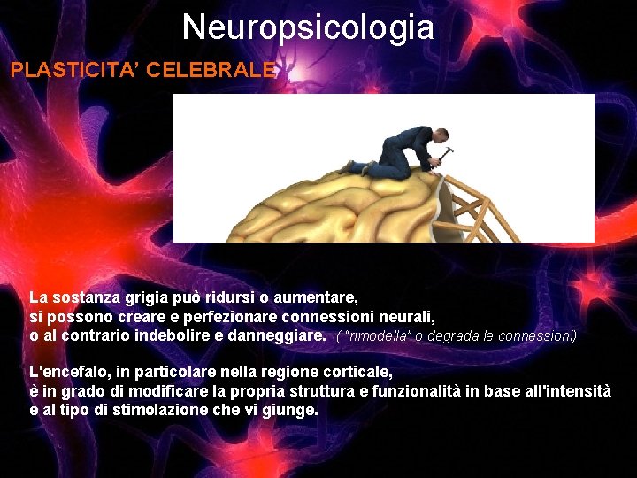 Neuropsicologia PLASTICITA’ CELEBRALE La sostanza grigia può ridursi o aumentare, si possono creare e