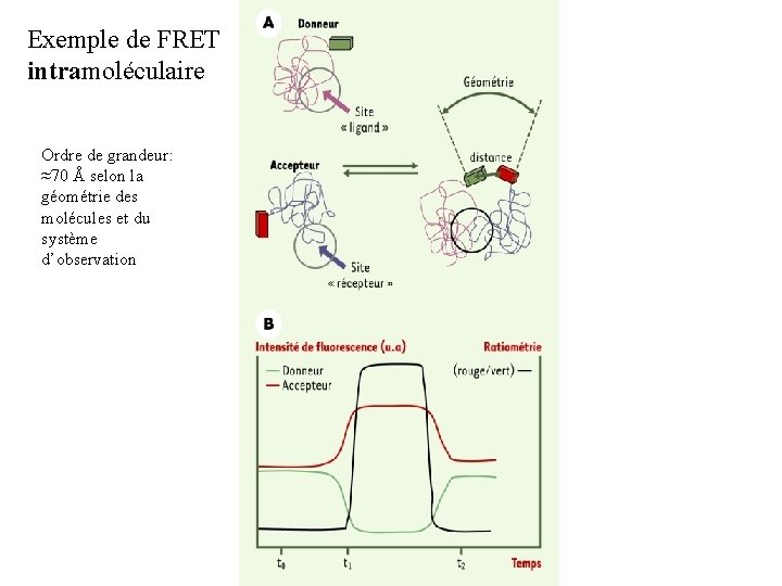 Exemple de FRET intramoléculaire Ordre de grandeur: ≈70 Å selon la géométrie des molécules
