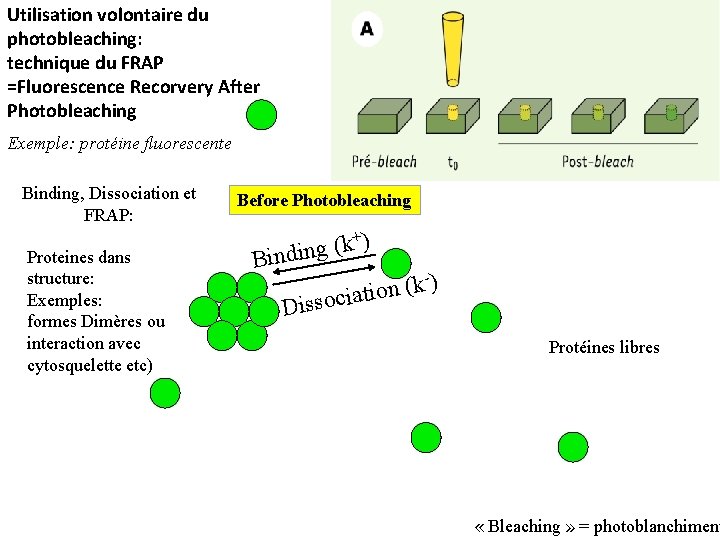 Utilisation volontaire du photobleaching: technique du FRAP =Fluorescence Recorvery After Photobleaching Exemple: protéine fluorescente