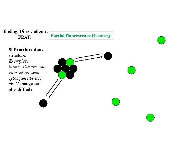 Binding, Dissociation et Partial fluorescence Recovery FRAP: Si Proteines dans structure: Exemples: formes Dimères