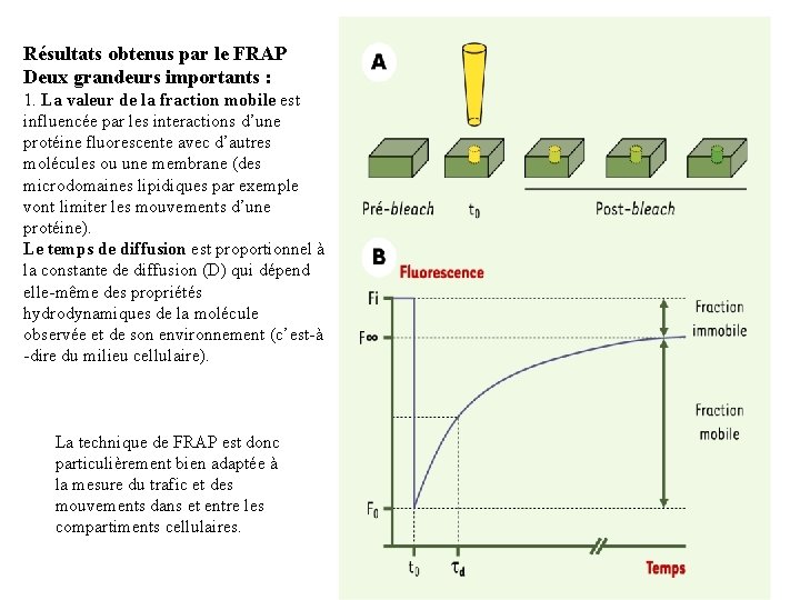 Résultats obtenus par le FRAP Deux grandeurs importants : 1. La valeur de la