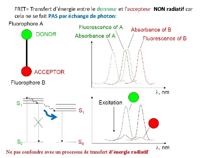 FRET= Transfert d’énergie entre le donneur et l’accepteur NON radiatif car cela ne se