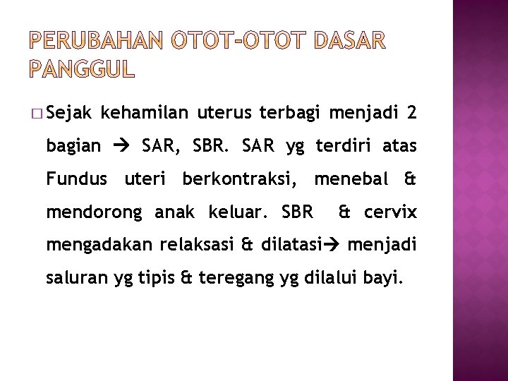 � Sejak kehamilan uterus terbagi menjadi 2 bagian SAR, SBR. SAR yg terdiri atas