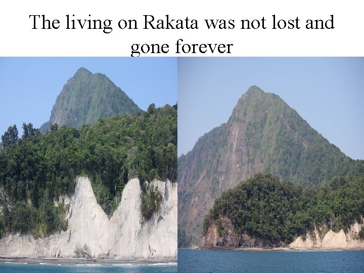 The living on Rakata was not lost and gone forever 