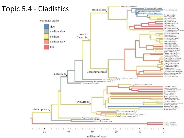 Topic 5. 4 - Cladistics 