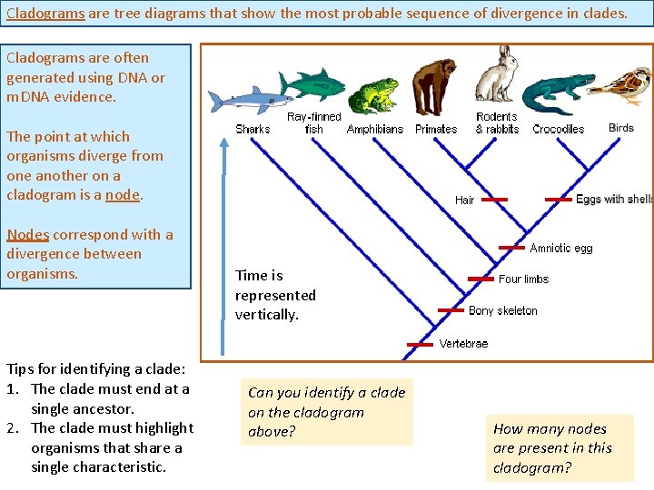 Cladograms are tree diagrams that show the most probable sequence of divergence in clades.