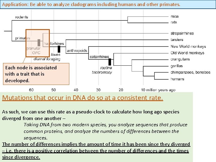 Application: Be able to analyze cladograms including humans and other primates. Each node is