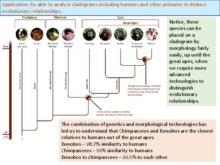 Application: Be able to analyze cladograms including humans and other primates to deduce evolutionary