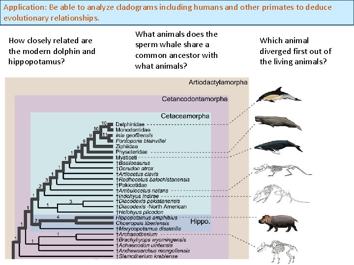 Application: Be able to analyze cladograms including humans and other primates to deduce evolutionary