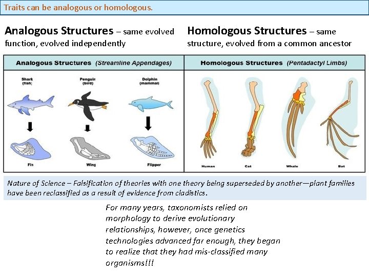 Traits can be analogous or homologous. Analogous Structures – same evolved function, evolved independently