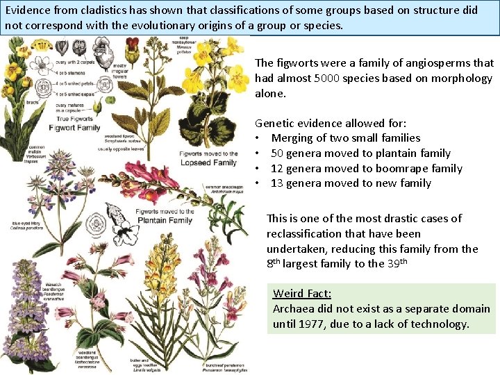 Evidence from cladistics has shown that classifications of some groups based on structure did