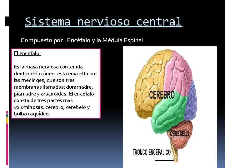 Sistema nervioso central Compuesto por : Encéfalo y la Médula Espinal El encéfalo: Es