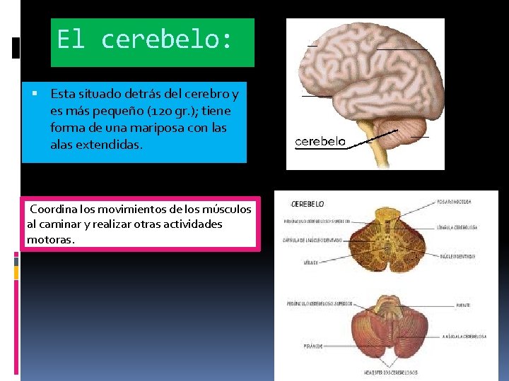 El cerebelo: Esta situado detrás del cerebro y es más pequeño (120 gr. );