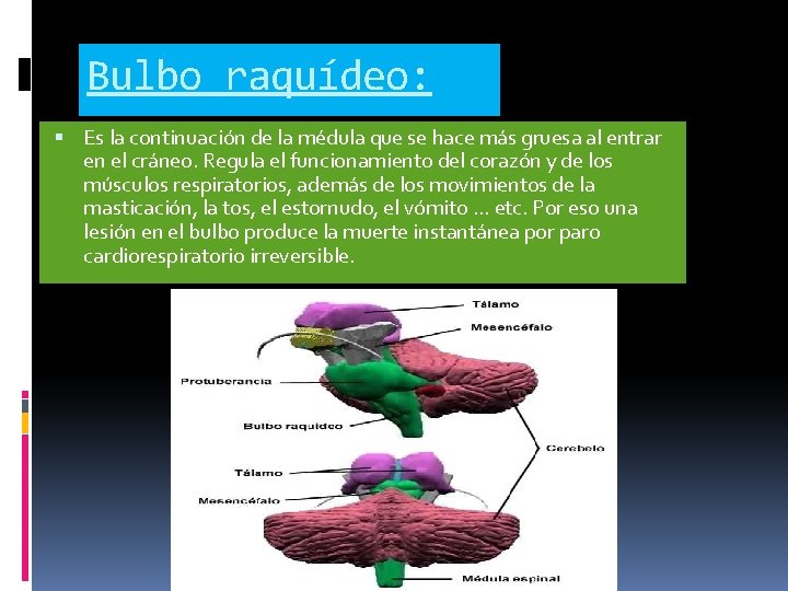 Bulbo raquídeo: Es la continuación de la médula que se hace más gruesa al