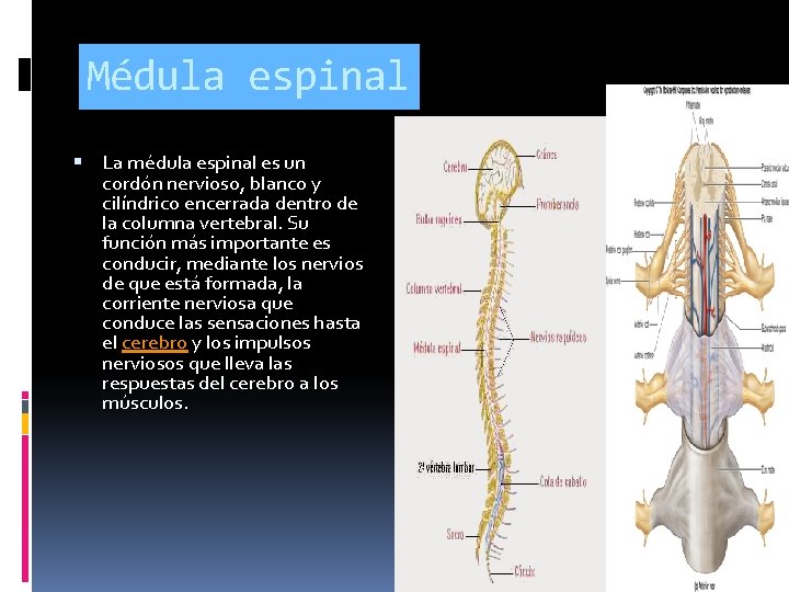 Médula espinal La médula espinal es un cordón nervioso, blanco y cilíndrico encerrada dentro