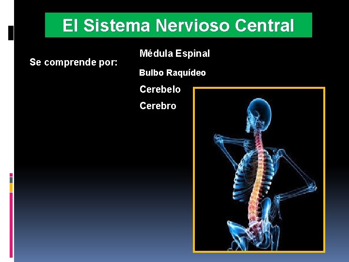 El Sistema Nervioso Central Se comprende por: Médula Espinal Bulbo Raquídeo Cerebelo Cerebro 