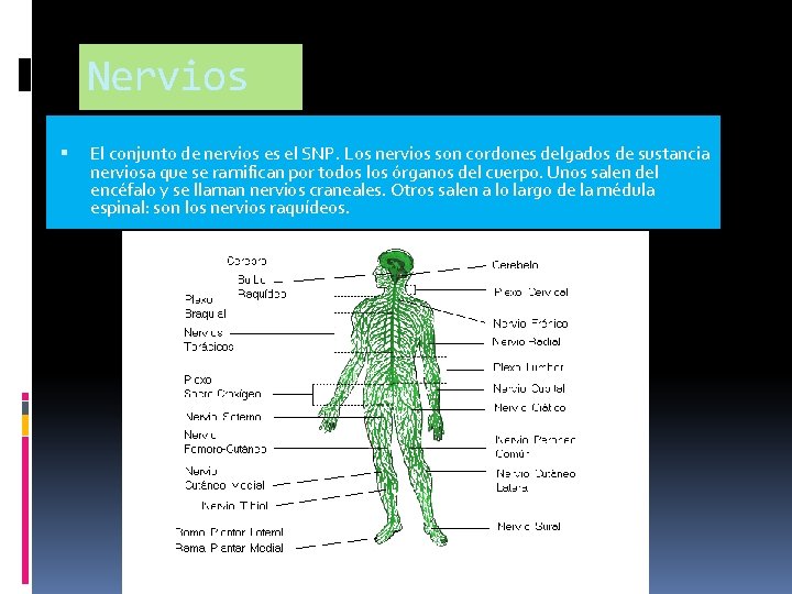 Nervios El conjunto de nervios es el SNP. Los nervios son cordones delgados de