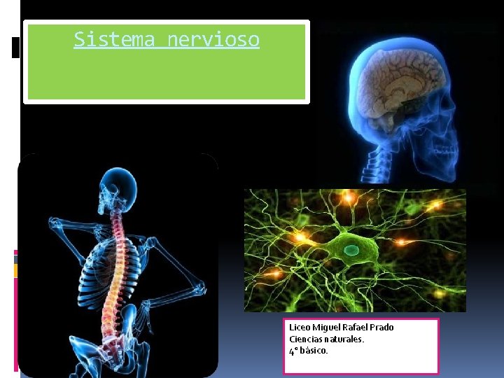 Sistema nervioso Liceo Miguel Rafael Prado Ciencias naturales. 4° básico. 