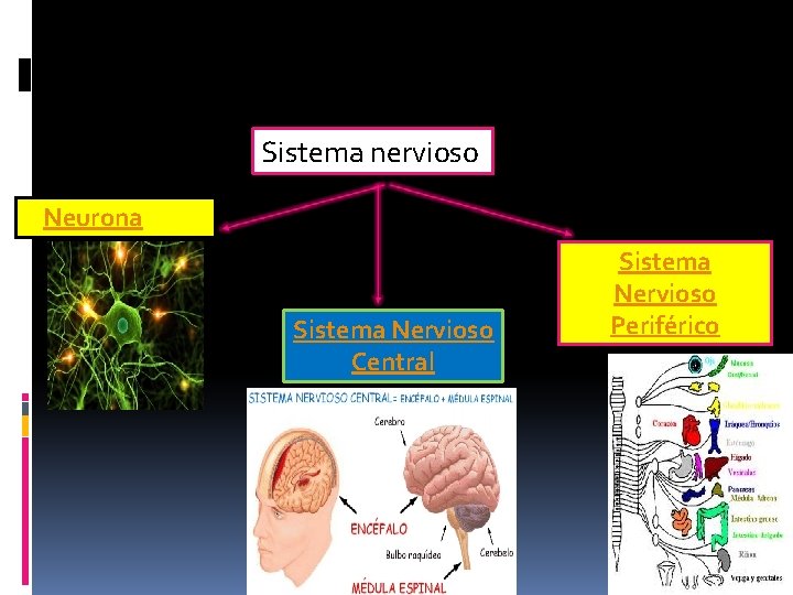 Sistema nervioso Neurona Sistema Nervioso Central Sistema Nervioso Periférico 