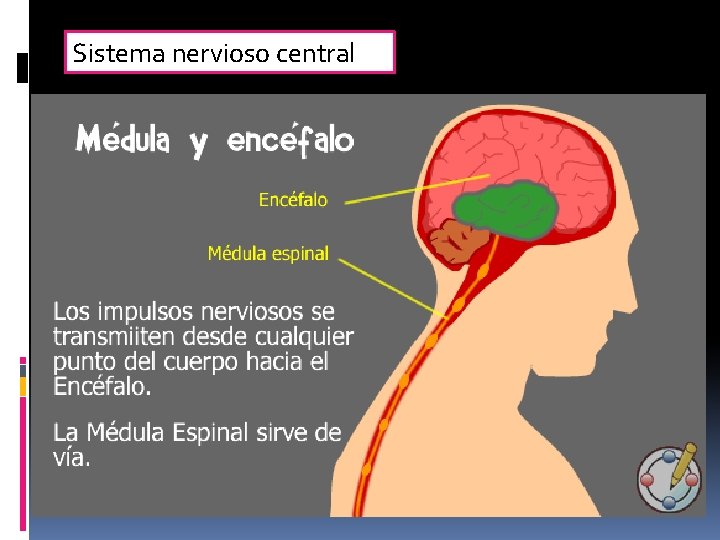 Sistema nervioso central 