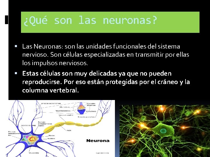 ¿Qué son las neuronas? Las Neuronas: son las unidades funcionales del sistema nervioso. Son