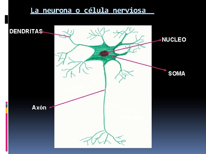 La neurona o célula nerviosa DENDRITAS NUCLEO SOMA AXON Axón VAINA MIELINA 