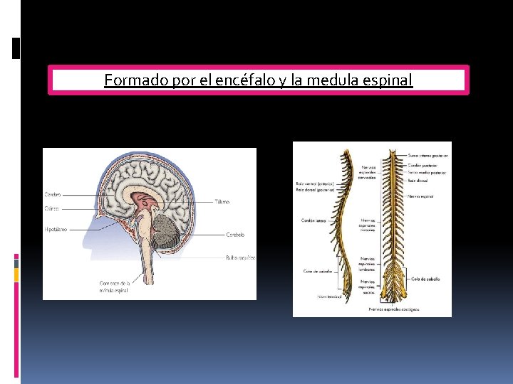 Formado por el encéfalo y la medula espinal 