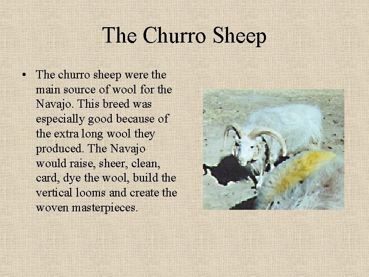 The Churro Sheep • The churro sheep were the main source of wool for The Churro Sheep • The churro sheep were the main source of wool for