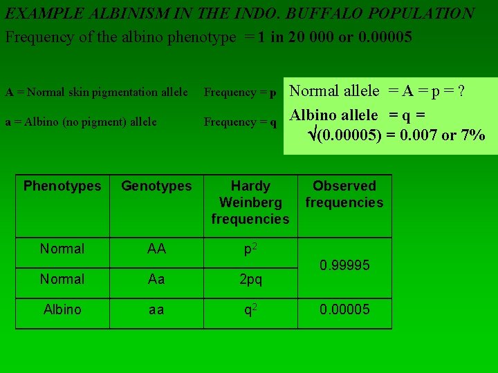 EXAMPLE ALBINISM IN THE INDO. BUFFALO POPULATION Frequency of the albino phenotype = 1