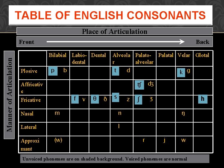 TABLE OF ENGLISH CONSONANTS Place of Articulation Manner of Articulation Front Plosive Back Bilabial TABLE OF ENGLISH CONSONANTS Place of Articulation Manner of Articulation Front Plosive Back Bilabial