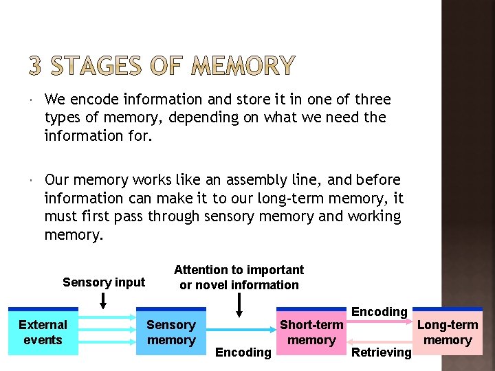  We encode information and store it in one of three types of memory,