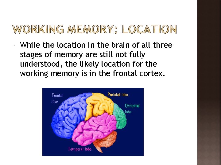  While the location in the brain of all three stages of memory are