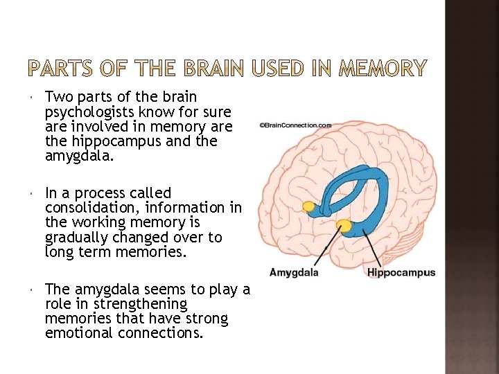  Two parts of the brain psychologists know for sure are involved in memory