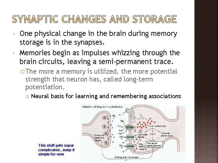  One physical change in the brain during memory storage is in the synapses.