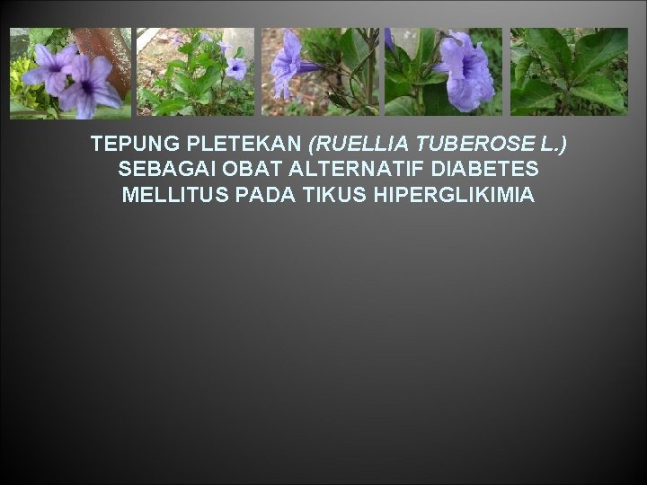 TEPUNG PLETEKAN (RUELLIA TUBEROSE L. ) SEBAGAI OBAT ALTERNATIF DIABETES MELLITUS PADA TIKUS HIPERGLIKIMIA