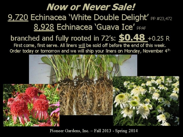 Now or Never Sale! 9, 720 Echinacea ‘White Double Delight’ PP #23, 472 8,