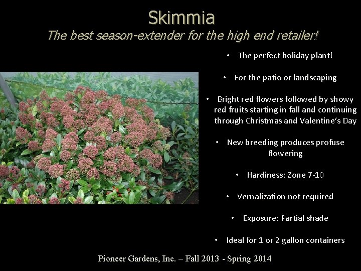 Skimmia The best season-extender for the high end retailer! • The perfect holiday plant!