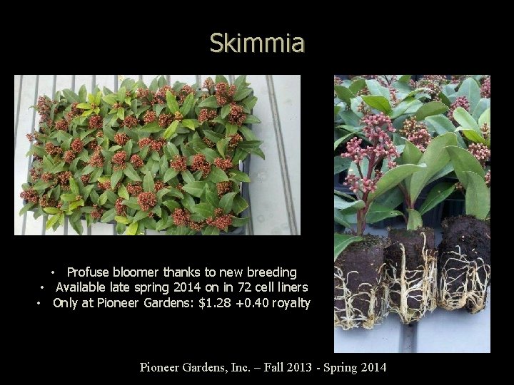 Skimmia • Profuse bloomer thanks to new breeding • Available late spring 2014 on