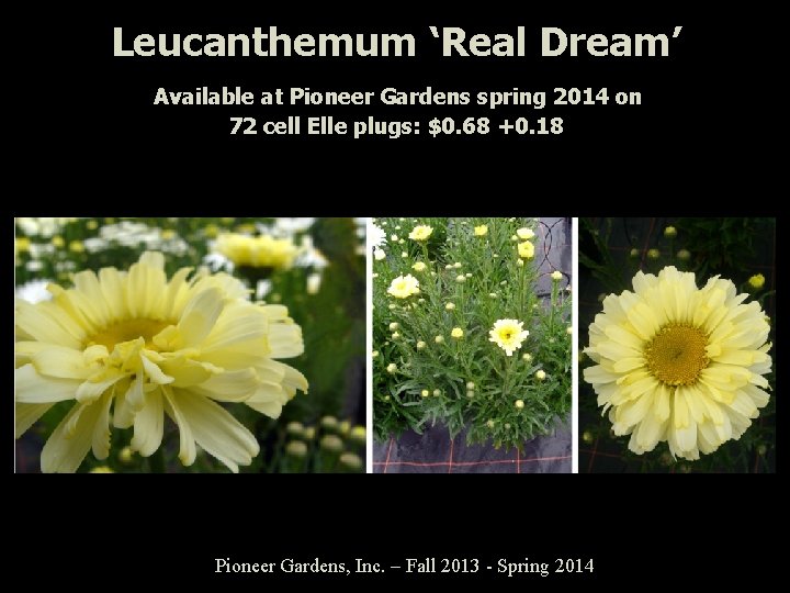 Leucanthemum ‘Real Dream’ Available at Pioneer Gardens spring 2014 on 72 cell Elle plugs: