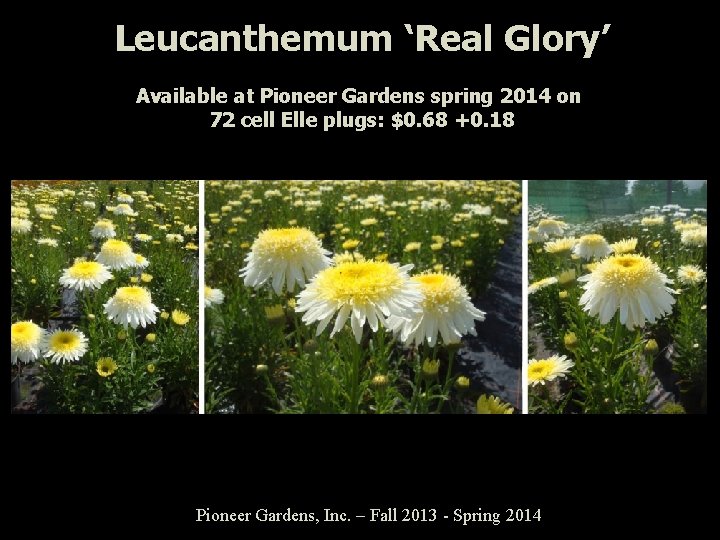 Leucanthemum ‘Real Glory’ Available at Pioneer Gardens spring 2014 on 72 cell Elle plugs: