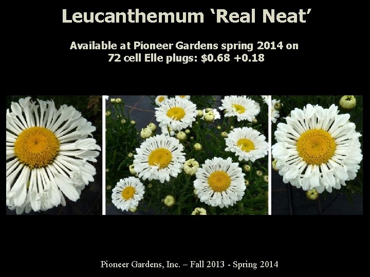 Leucanthemum ‘Real Neat’ Available at Pioneer Gardens spring 2014 on 72 cell Elle plugs: